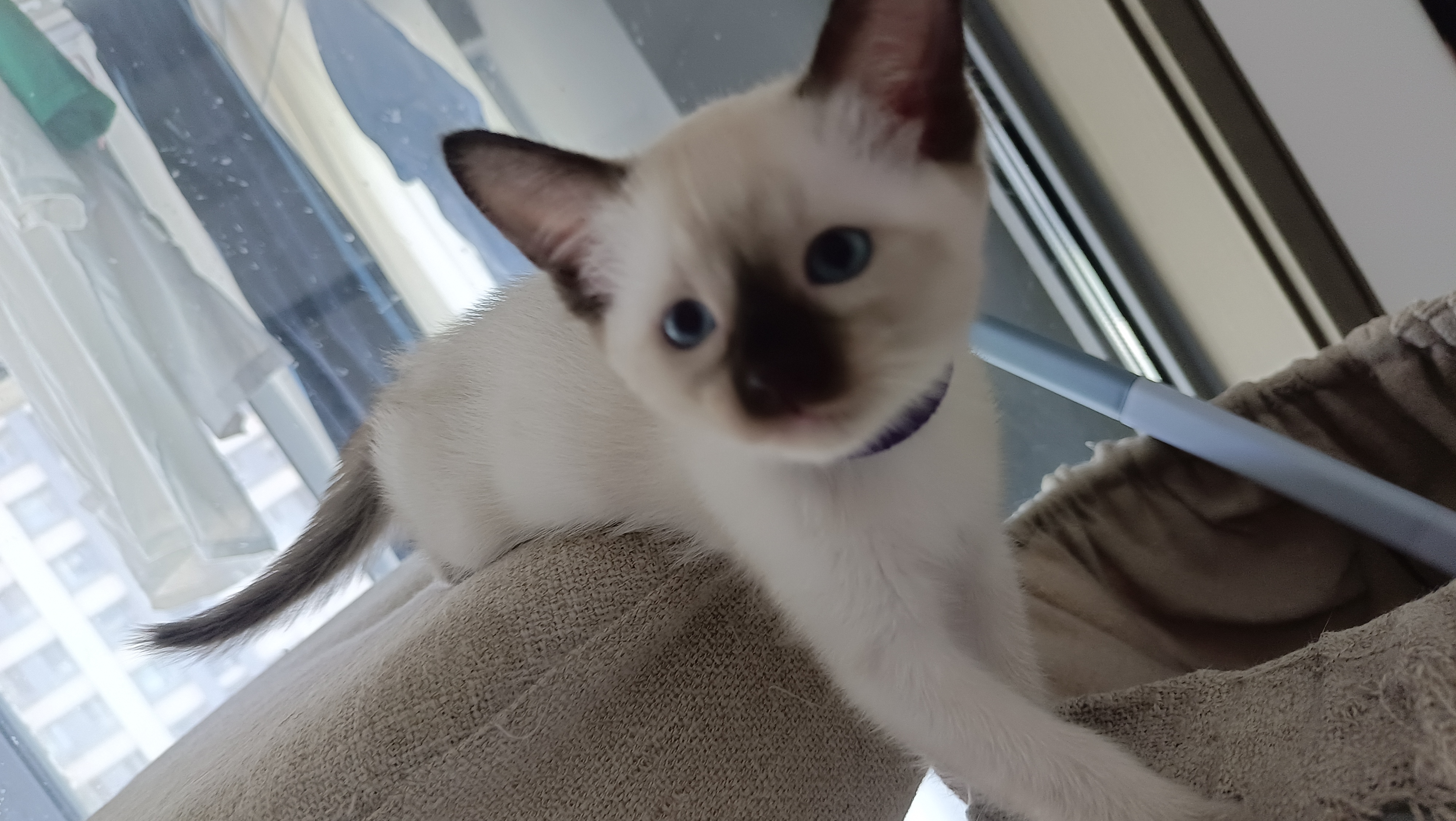 暹罗猫